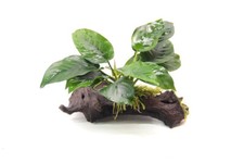 Dennerle Anubias barteri auf Saugwurzel