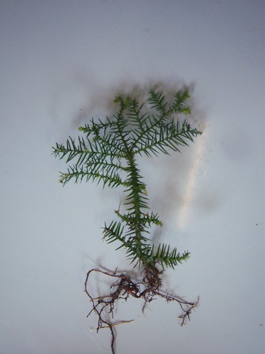 Araucaria cunninghamii