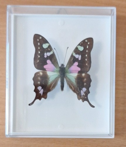 Präparierter schmetterling - präparierter,