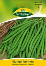 Stangenbohnen "Mombacher Speck"  Quedlinburger  Saatgut 