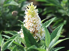 Zwerg-Sommerflieder Buddleja Butterfly Candy® Little White ideale Kübelpflanze