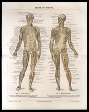 Original Lithographie von 1896 Anatomie Mensch Muskeln Anschaungstafel Lehrtafel