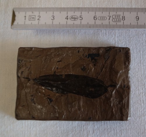 Blatt quartär pleistozän - quartär,