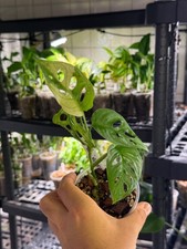 Monstera adansonii 'japanese tricolor' variegata