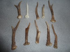 Rehgehörn Stangen Geweih