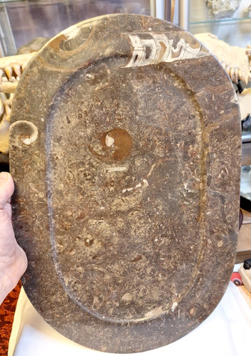 Orthoceras ammoniten platte - ammoniten,