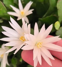 Rhipsalidopsis hybrid - Weiß