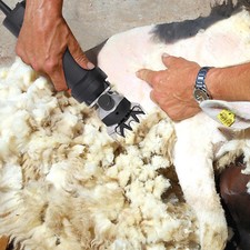 Schafschere Schermaschine