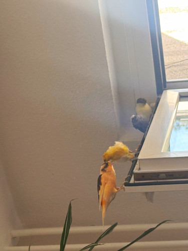 Vogelkäfig rot grau für - vogelkäfig, rot/grau