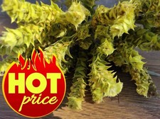 1 Kg natürlich, aromatisch, unverfälschte Premium BioQualität Sideritis Bergtee