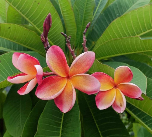 Frangipani plumeria som - plumeria, -som