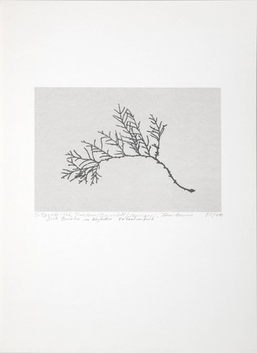 Serigraphie von siegward - von,