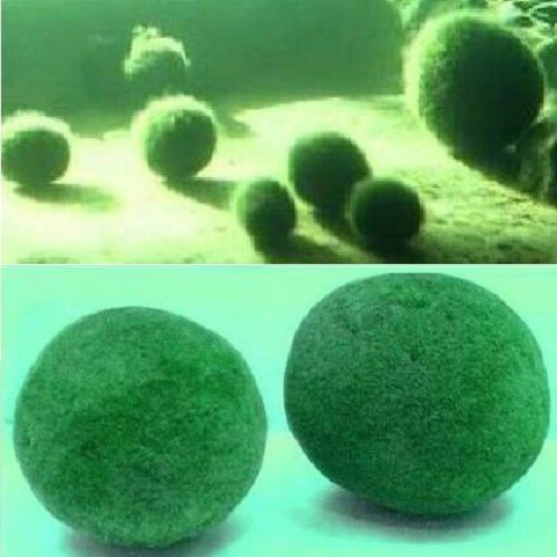 Moosball winterhart