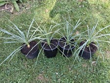 Palmlilie - Yucca rostrata