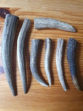 Geweihspitzen Abwurfstangen  Hirschgeweih Hirschhorn Mittelalter Basteln Horn