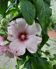 20 Samen von Stockrosen, lila gestreift mit dunkelroter Mitte