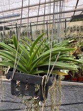 Vanda falcata