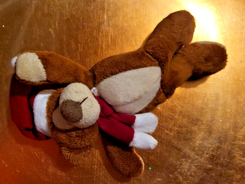 Hund teddy sehr weich - teddy,