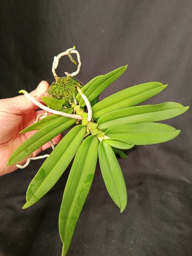 Gastrochilus acutifolius - , x