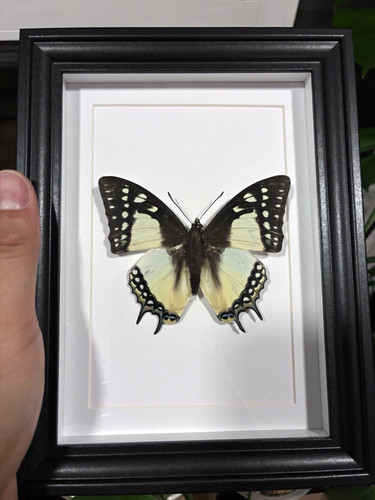 Präparierter schmetterling - schmetterling, im