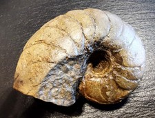 Nautilus - Cenoceras - Unterjura - Lias - Unter-Sinemurium - Bettringen - Gmünd