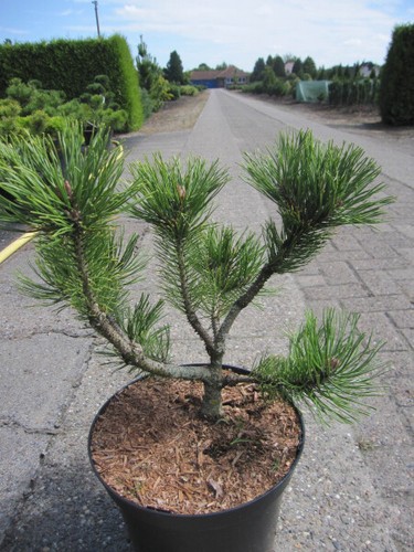 Pinus mugo schweizer tourist - schweizer,