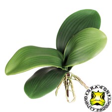 Orchideenlaub ca. 20cm, 4