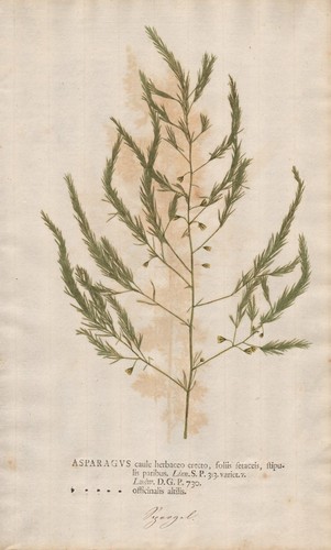 Asparagus spargel botany - asparagus,