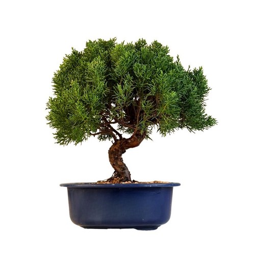 Bonsai baum einem - baum, in