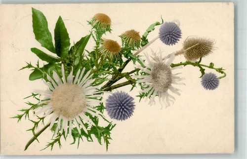 39623265 silberdistel - 39623265,