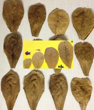 10 Seemandelbaumblätter 5cm - 9cm Nano Garnelen Welse Kampffische Blitzversand