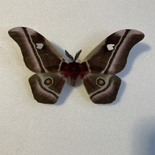 Entomologie* bunaea