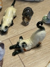 Riesen Katzen Sammlung 121