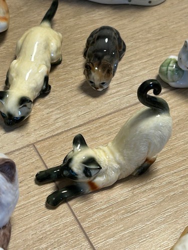 Riesen katzen sammlung 121 - katzen,