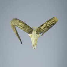 680MU Mufflon jagdtrophae, Wildschaf, Horn 83-80cm C.24,5cm DE 