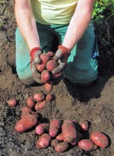 ***BIO-KARTOFFELN, LINDA