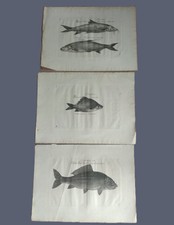 Konvolut 3  Stück  alte uralte  Stahlstiche ? Radierungen - Fische - ANTIK !
