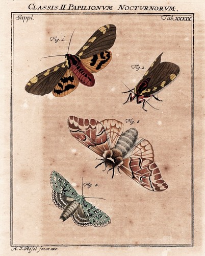 Falter nachtfalter moths tab - falter,