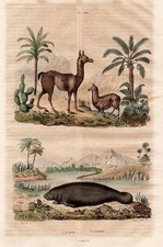 Lama Alpaka Seekuh Manati Manatees Stahlstich engraving Guerin-Meneville 1833