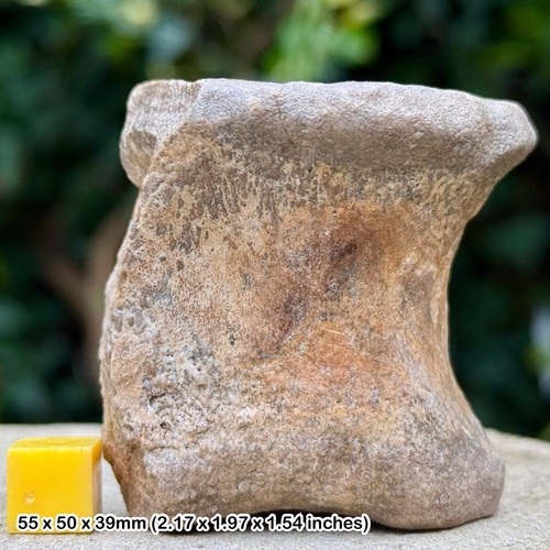 Seltener lapparentosaurus - seltener,