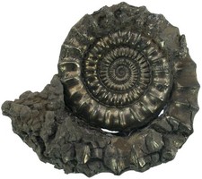 Lias  Echioceras raricostatum