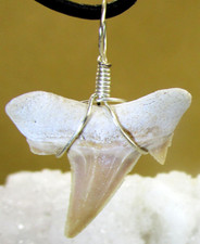 Versteinerter    Haifischzahn