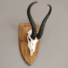 Springbock Antilope Trophäe Schädeltrophäe auf Trophäenschild HL 35 cm Deko