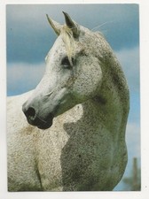 934 pferde arabisches - ak,