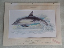 6 Kunstdrucke Illustriationen Tiger Eisbär Husky Seeadler Koala Delfin Aquarell