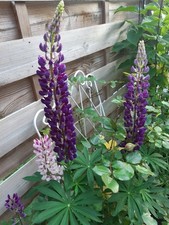 Blumensamen Lupine 60 Samen