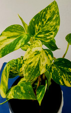 Zimmerpflanze Philodendron