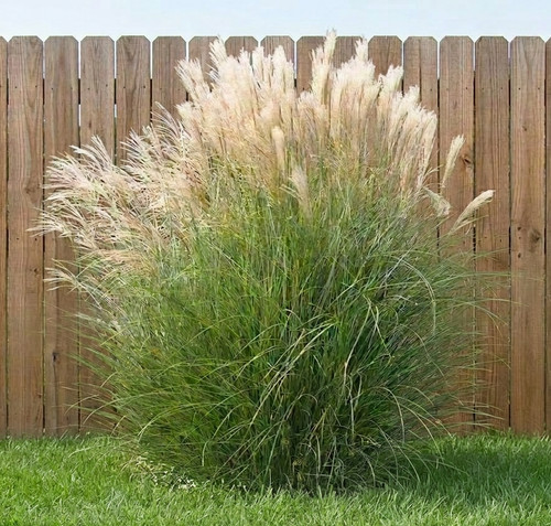 Miscanthus sinensis - 3x,