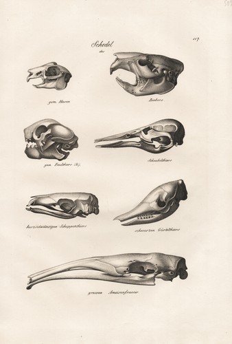 Schädel skelett skull - schädel,