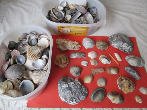 200 muscheln gemischt - muscheln,